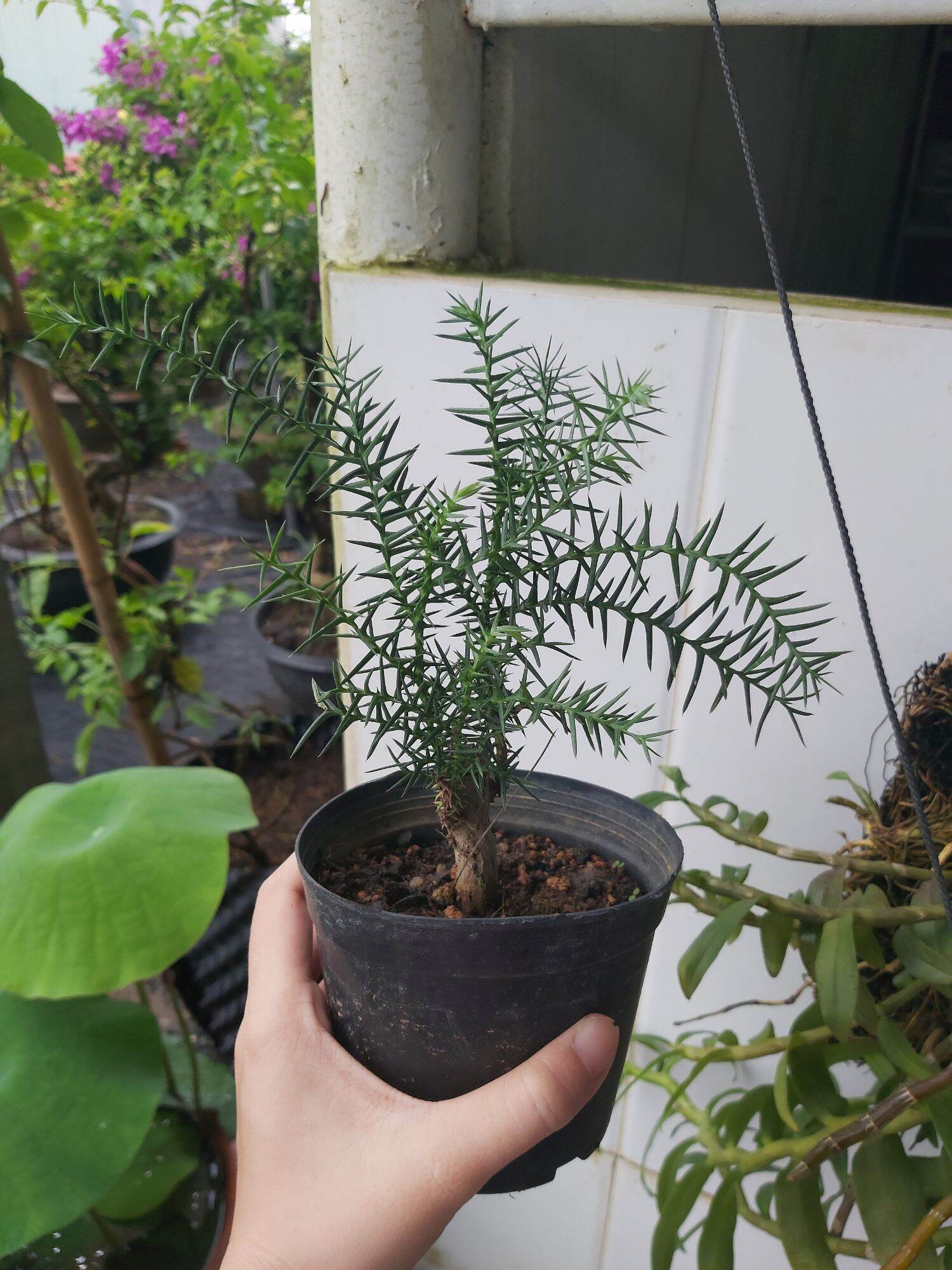 Cây tùng bồng lai
