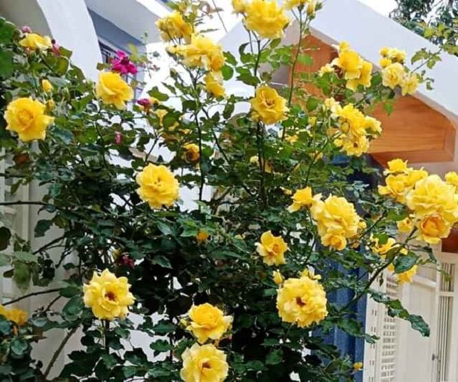 Hoa hồng cổ Sơn La vàng - hồng leo
