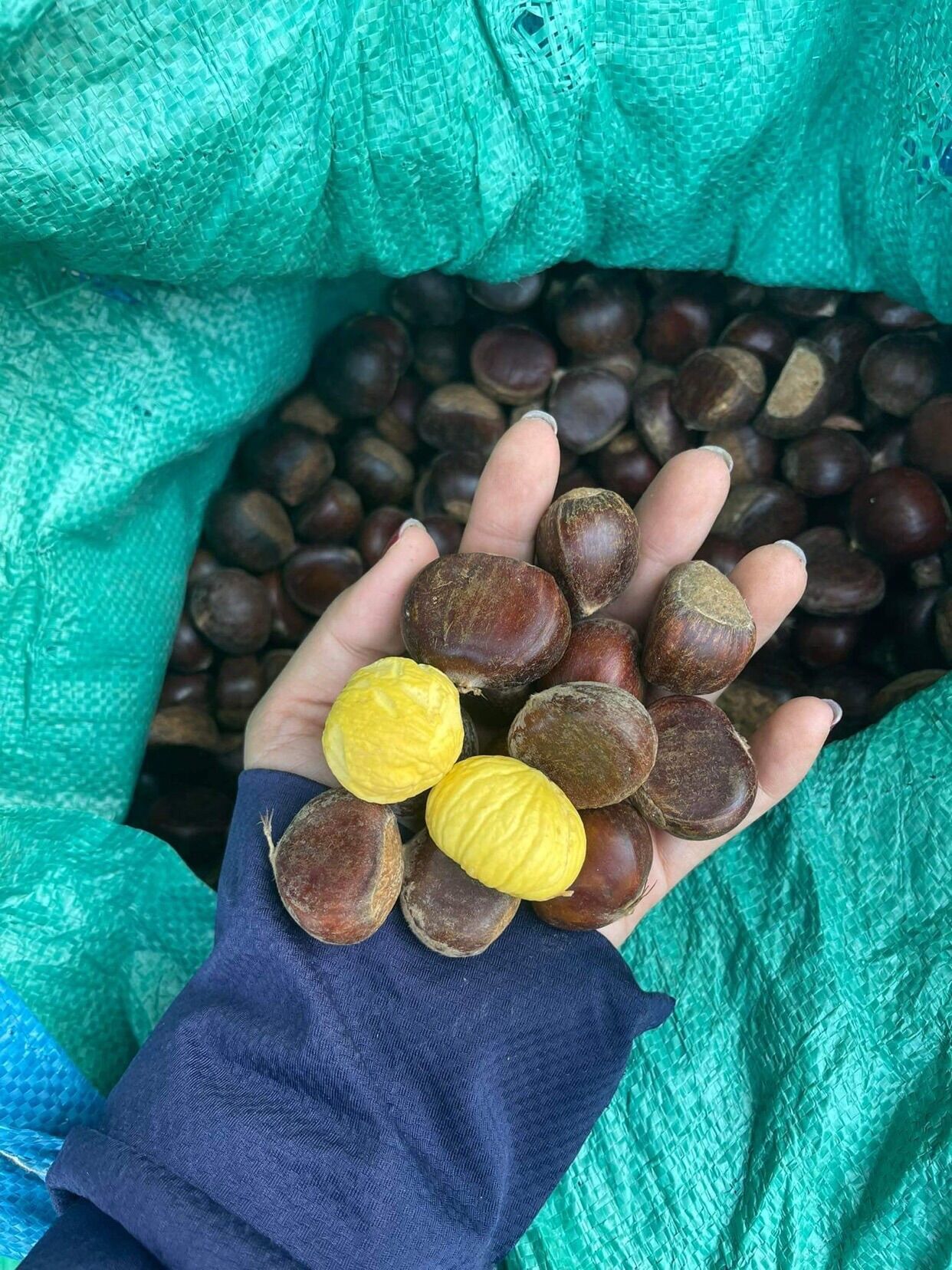 Hạt dẻ Tây Bắc-500gr