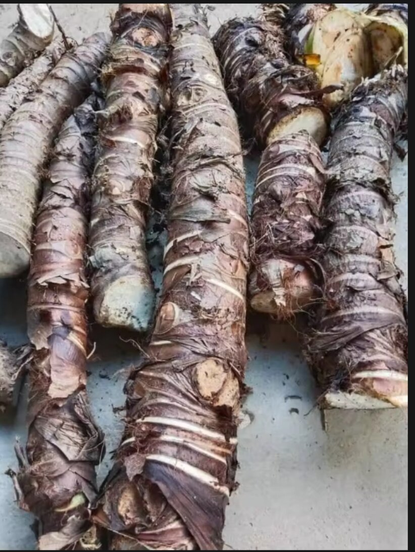 Combo 5Kg Củ Bạc Hà Núi An Giang -7 Núi