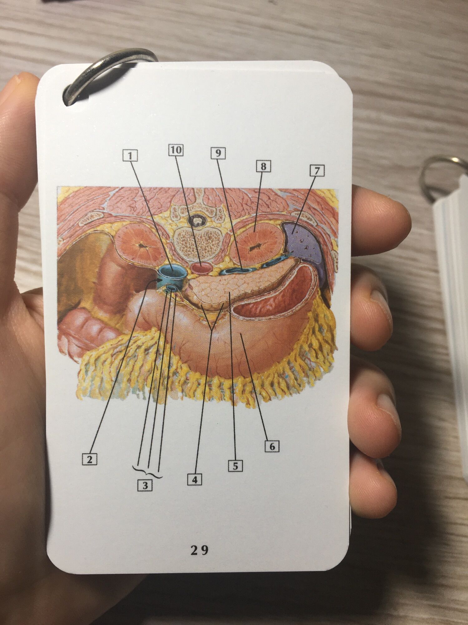 Combo sổ tay FA//Combo flashcardanatomy tiếng Việt