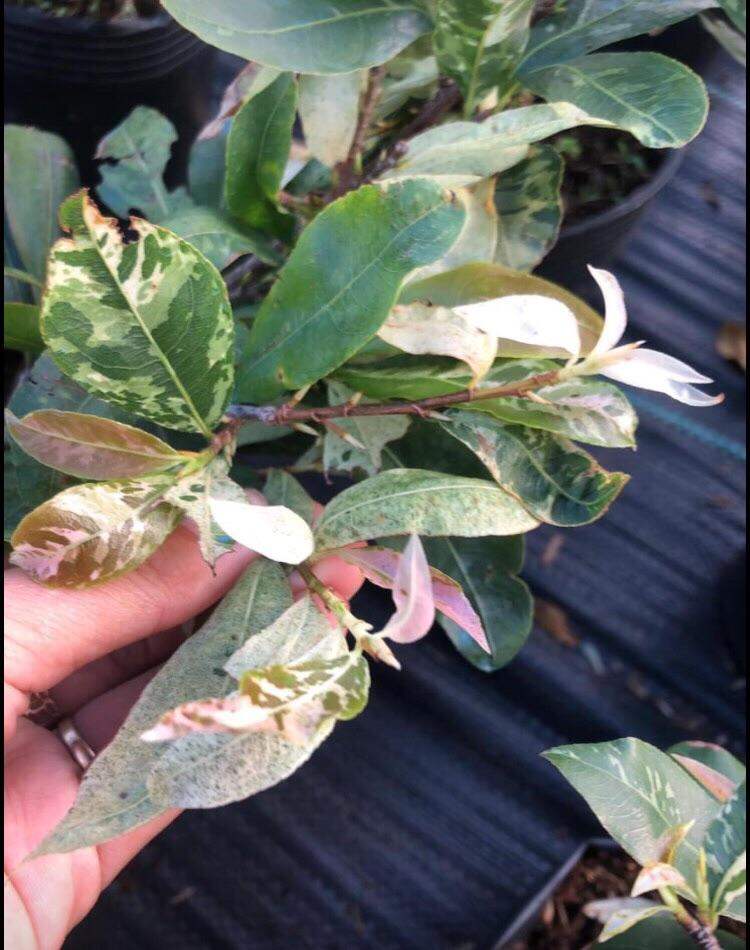 BẠCH MAI MIẾN ĐIỆN (cây mai hoa màu trắng) cây hoa mai đột biến ghép gốc mai vàng quấn rễ đẹp