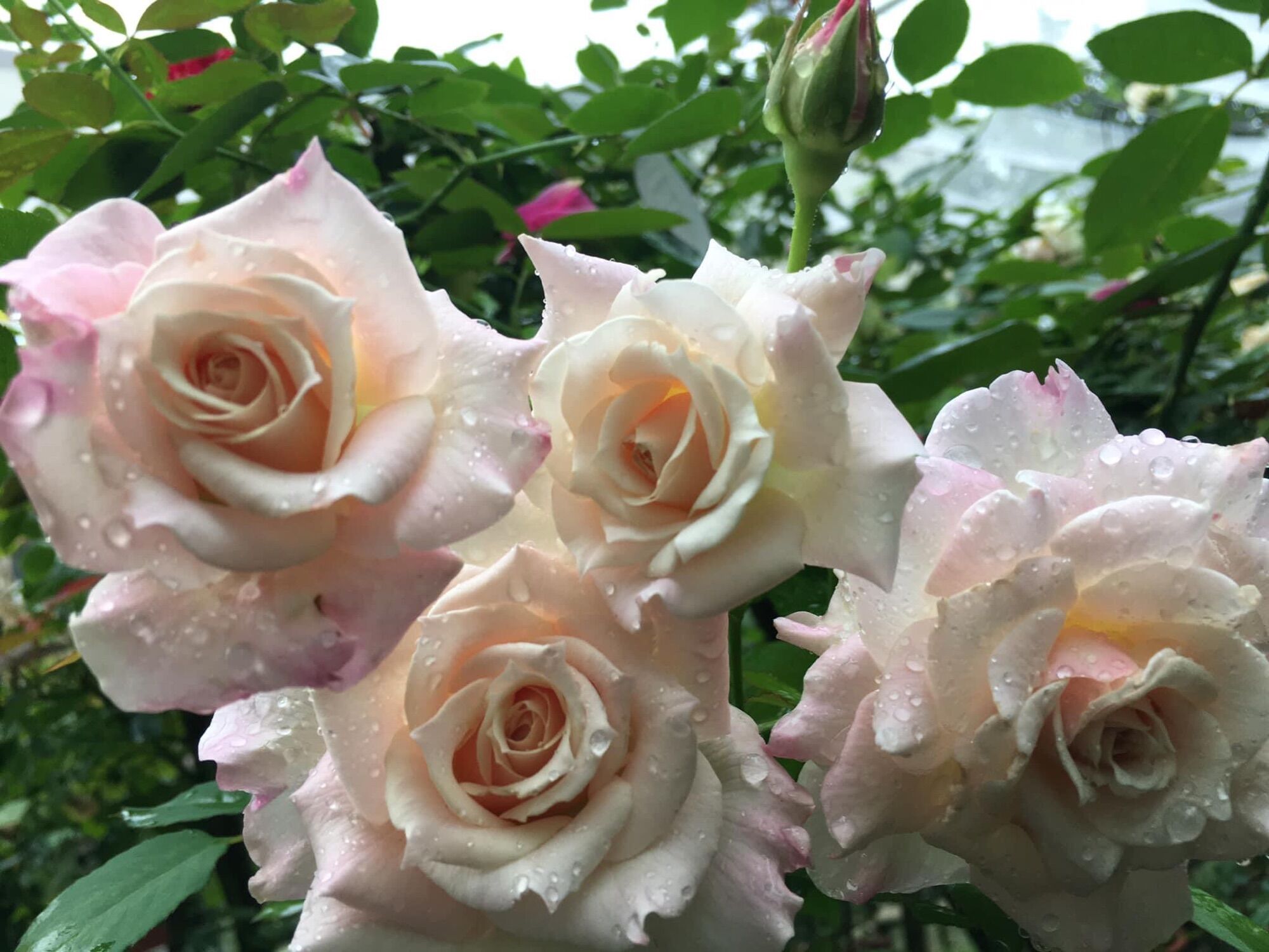 Hoa hồng thân gỗ tree mini Santuary rose