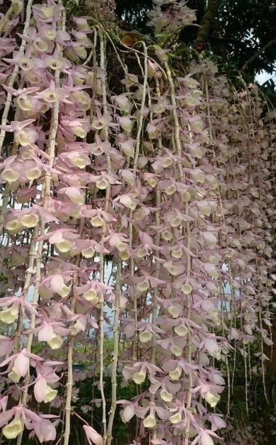 Hoa Lan đột biến hạc vỹ(1 bó hình cuối)
