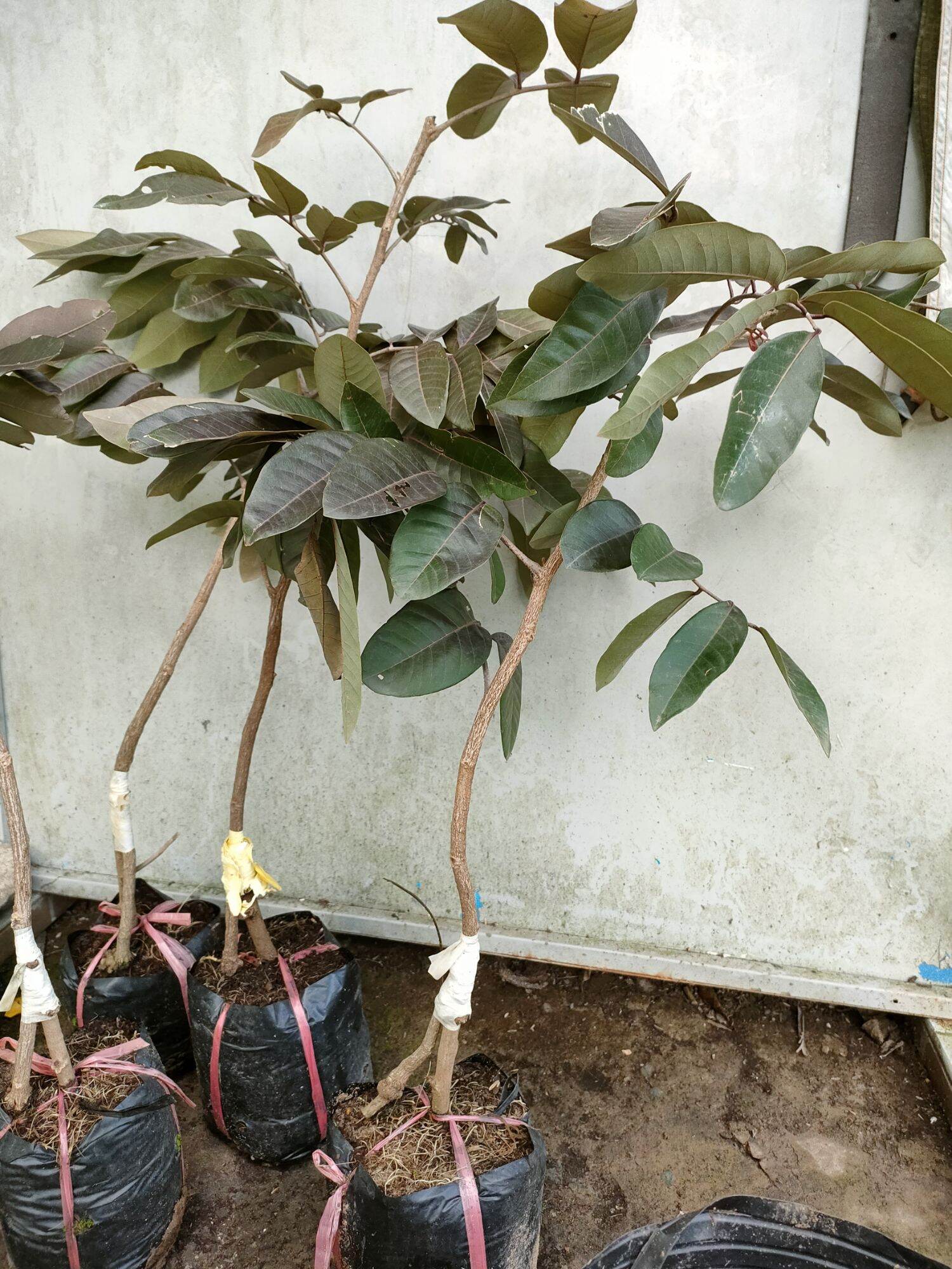 Cây nhãn tím