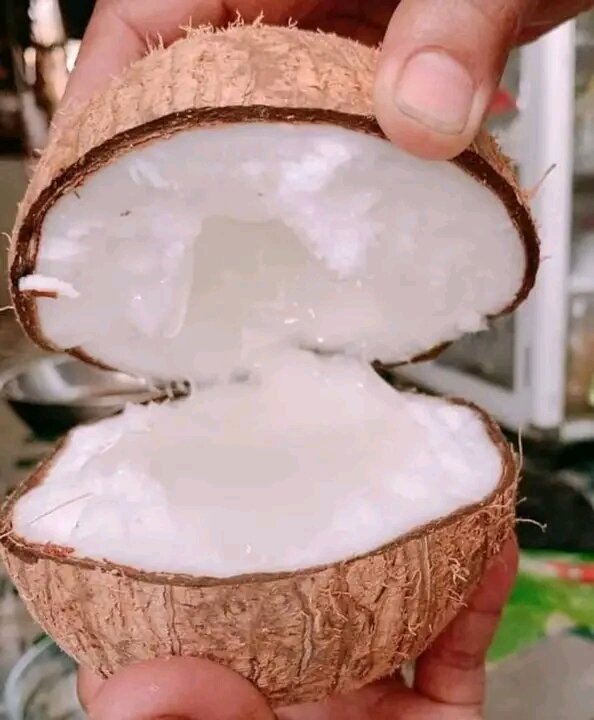 DỪA SÁP CẦU KÈ TRÀ VINH