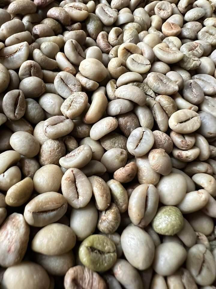 Cafe Robusta nhân sống BAN MÊ THUỘT 1kg