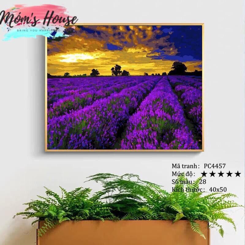 Tranh số hoá tự tô cánh đồng lavender tím kt 40*50cm
