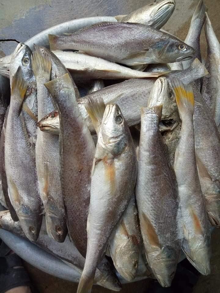 Khô cá lù đù  1kg từ 30 -35 con