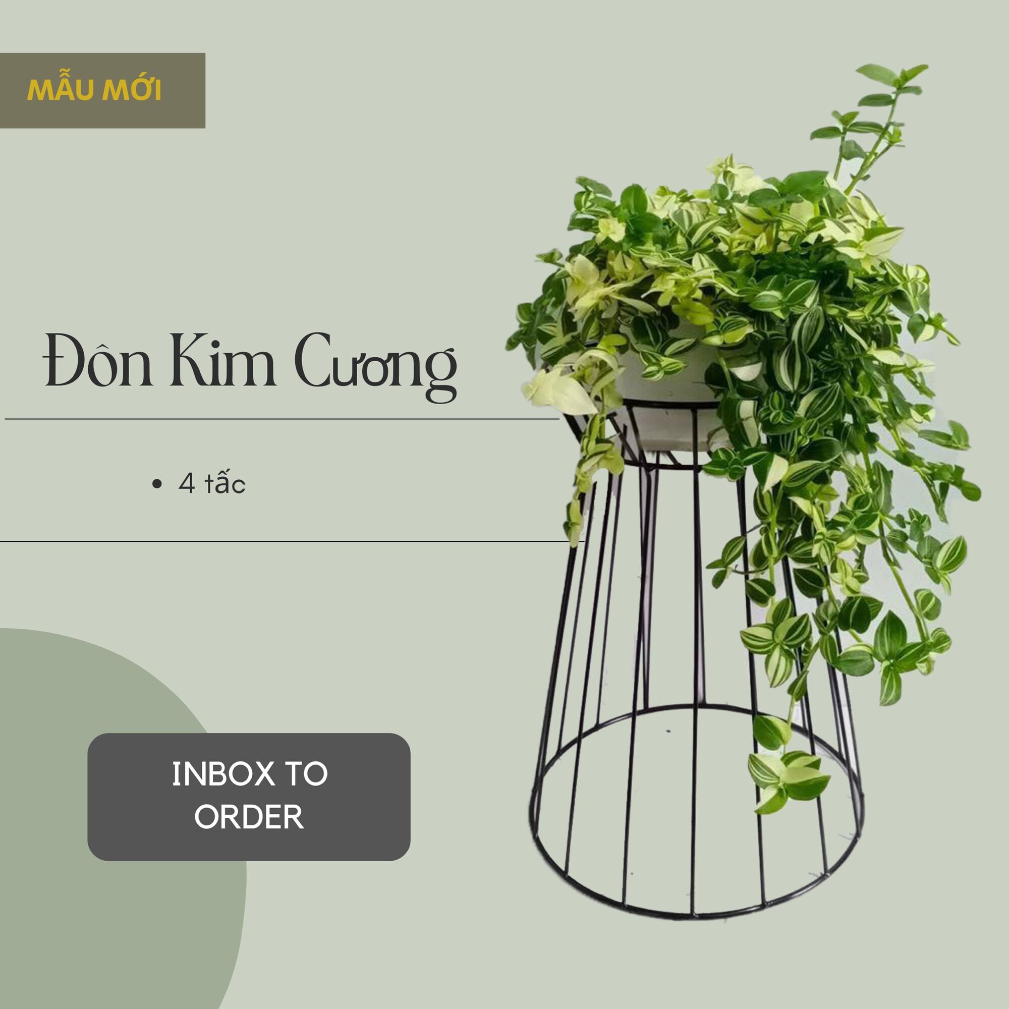 Đôn kim cương cao 40cm