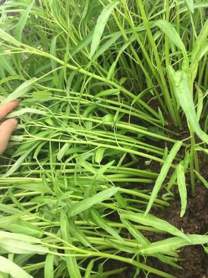 100g Rau muống lá tre