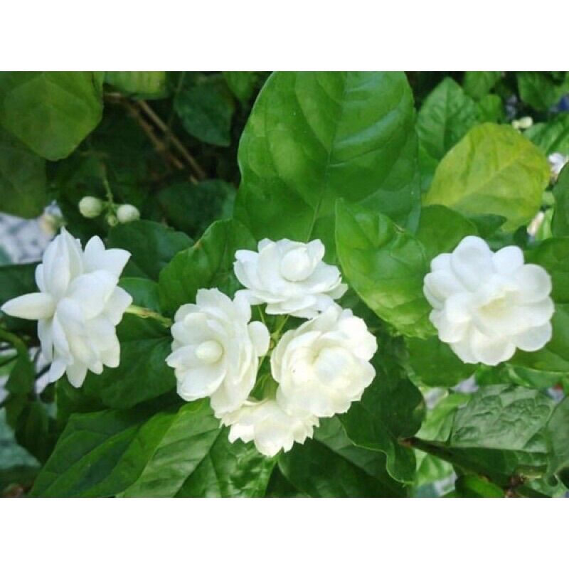 Cây giống hoa nhài kép (nhài ta)