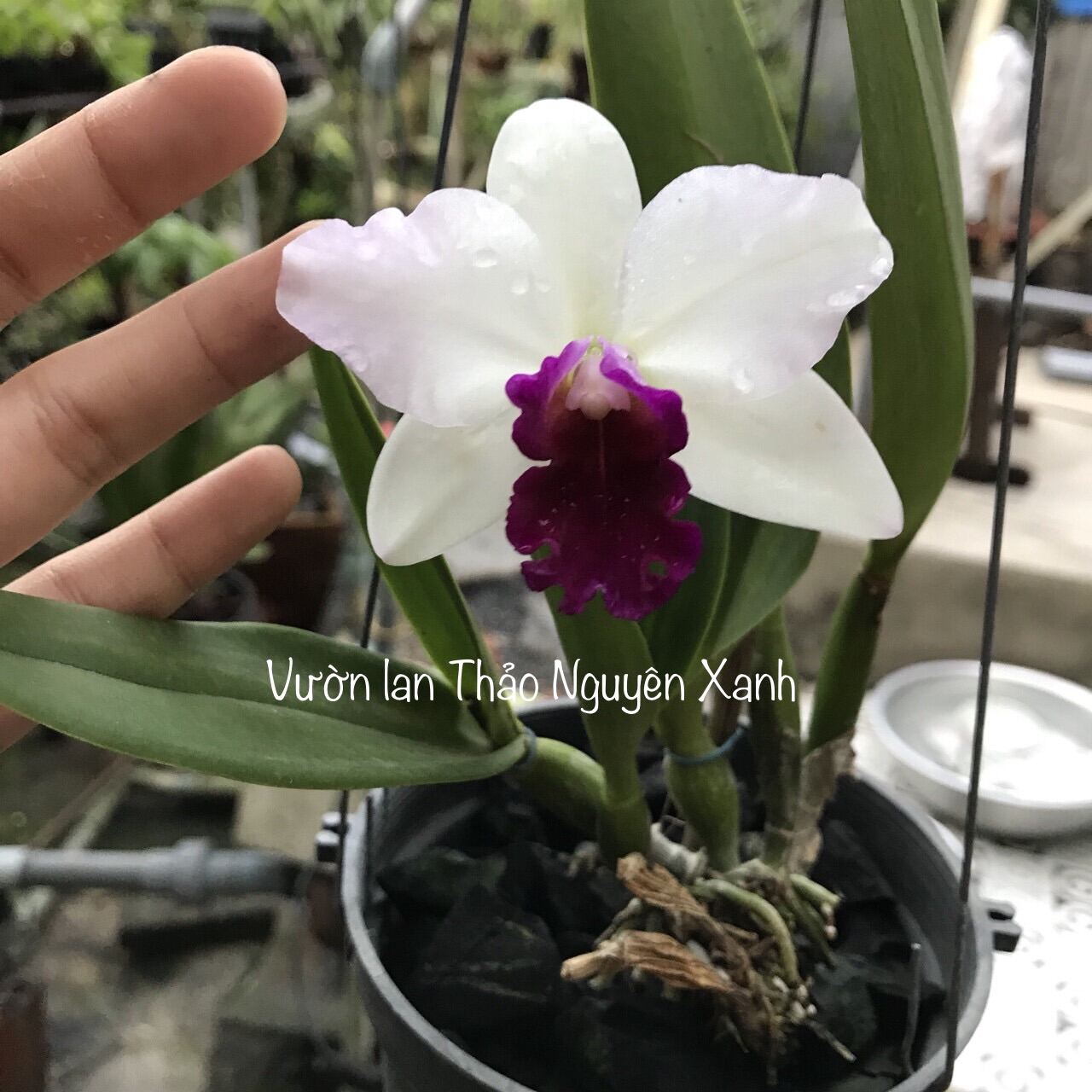 Phong Lan Cattleya Mini Thơm Màu Trắng Tím Cây Trưởng Thành Chưa Hoa