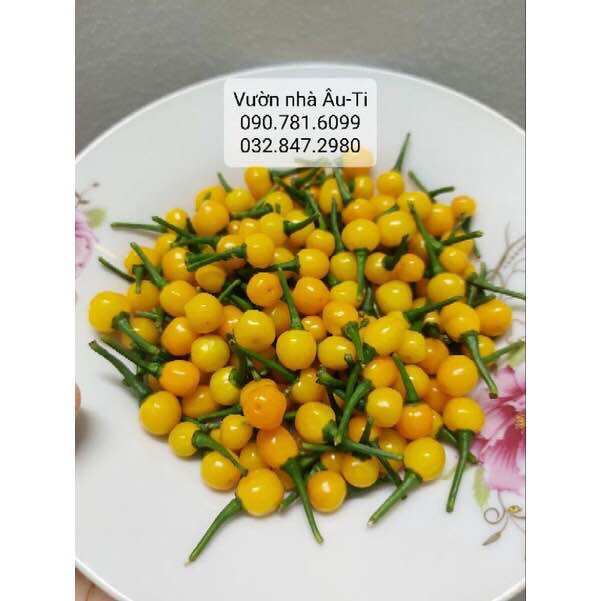Hạt giống ớt peru Aji charapita thuần chủng , ớt đắt nhất thế giới