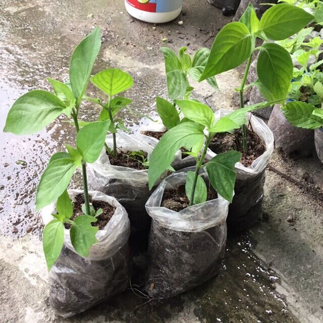 4 bầu cây lá cẩm đỏ màu xôi gâc (bâu cây giống hình hoặc nhiều cây hơn tuỳ đợt ươm)