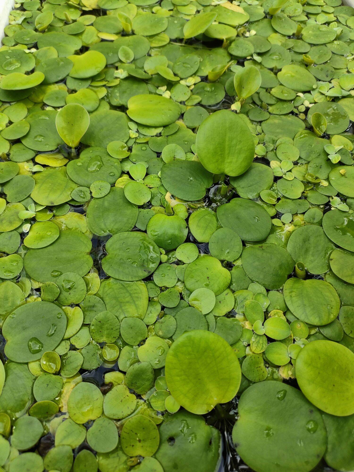 Bèo Nhật thủy sinh size to 5-10cm,