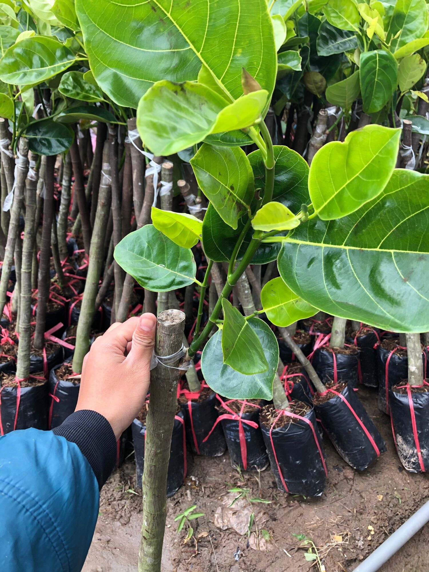 Cây giống ghép Mít thái siêu sớm cao 90cm