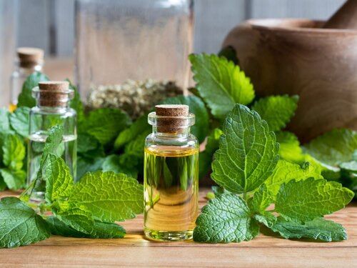 Hạt Giống Bạc Hà Chanh Sả Lemon Balm