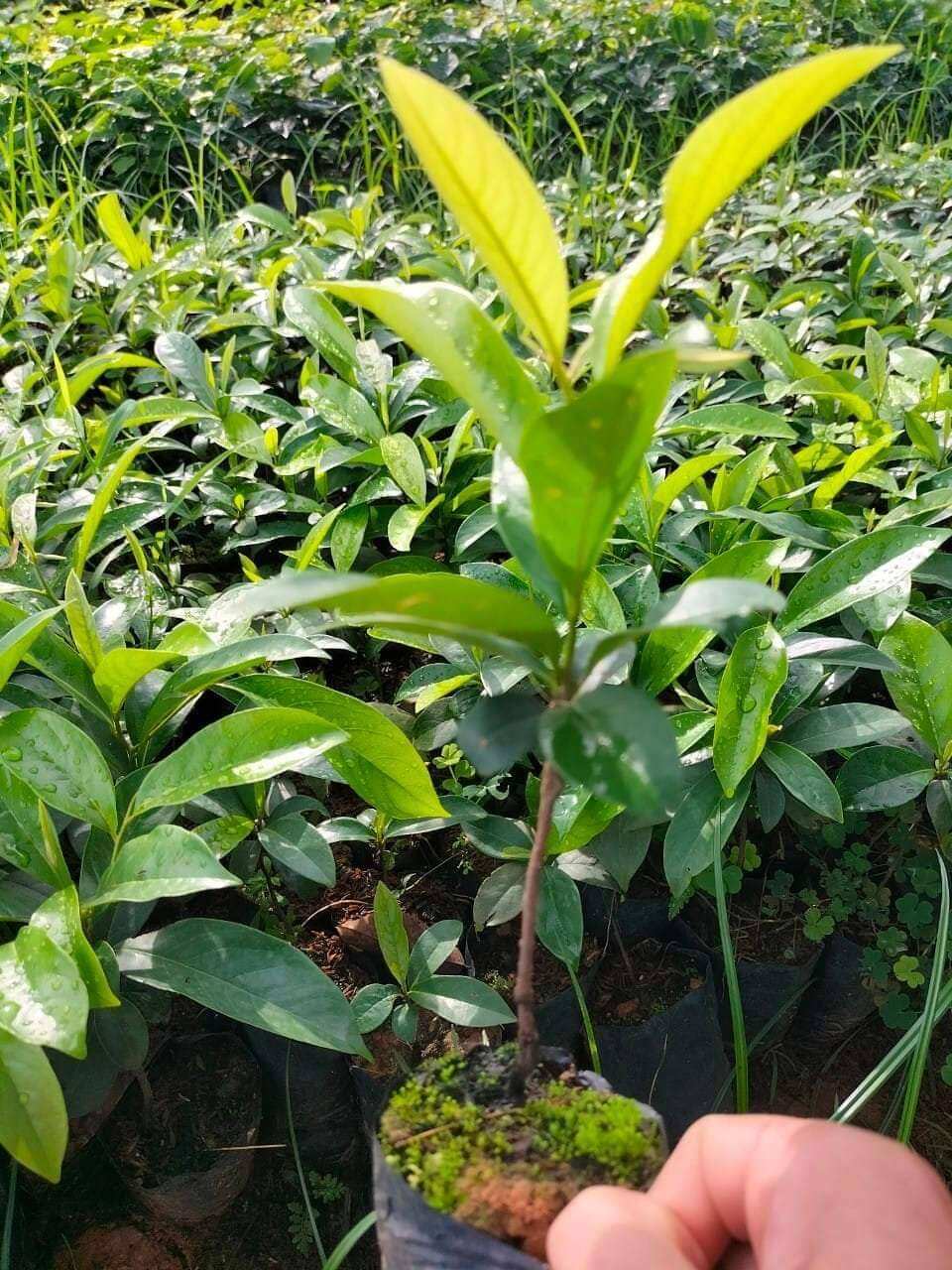 CÂY GIỐNG THỊ THƠM