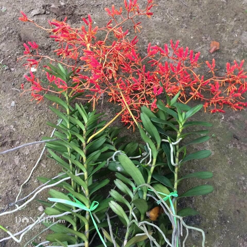 Hoa lan Phượng vỹ (combo 3 cây)