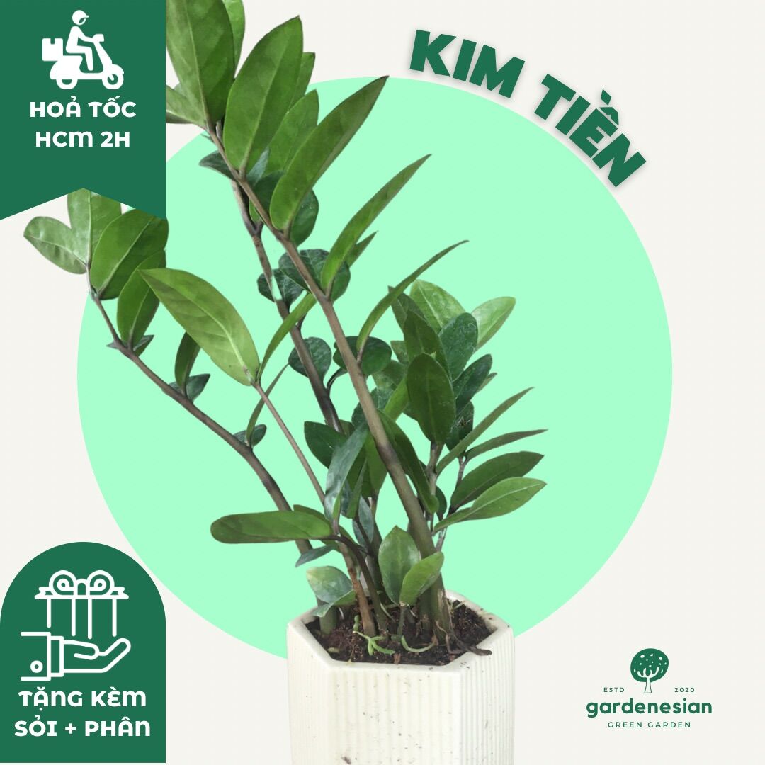 Cây kim tiền để bàn gardenesian mini phong thuỷ kèm chậu sứ