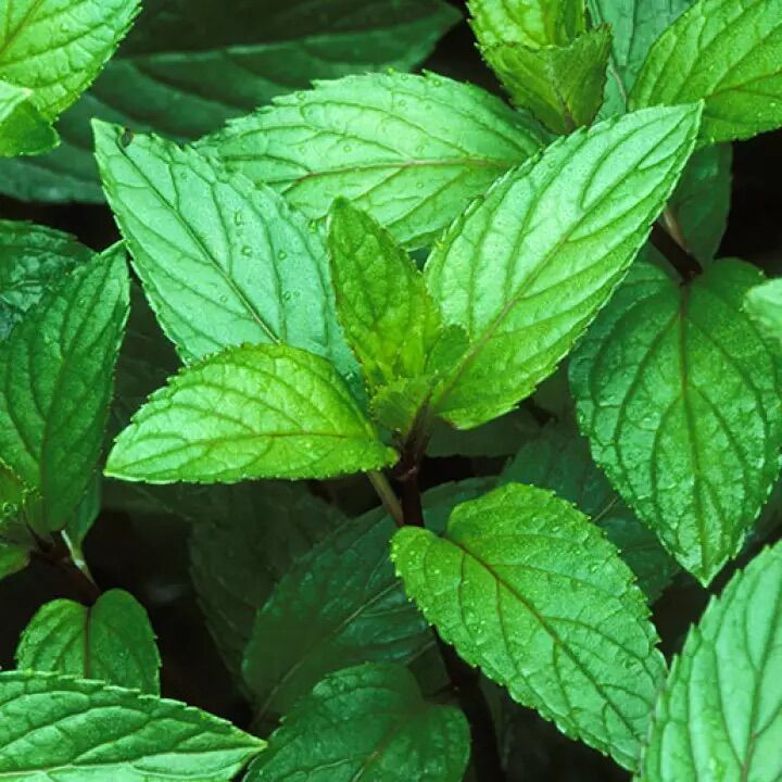 Bạc hà peppermint bầu giống