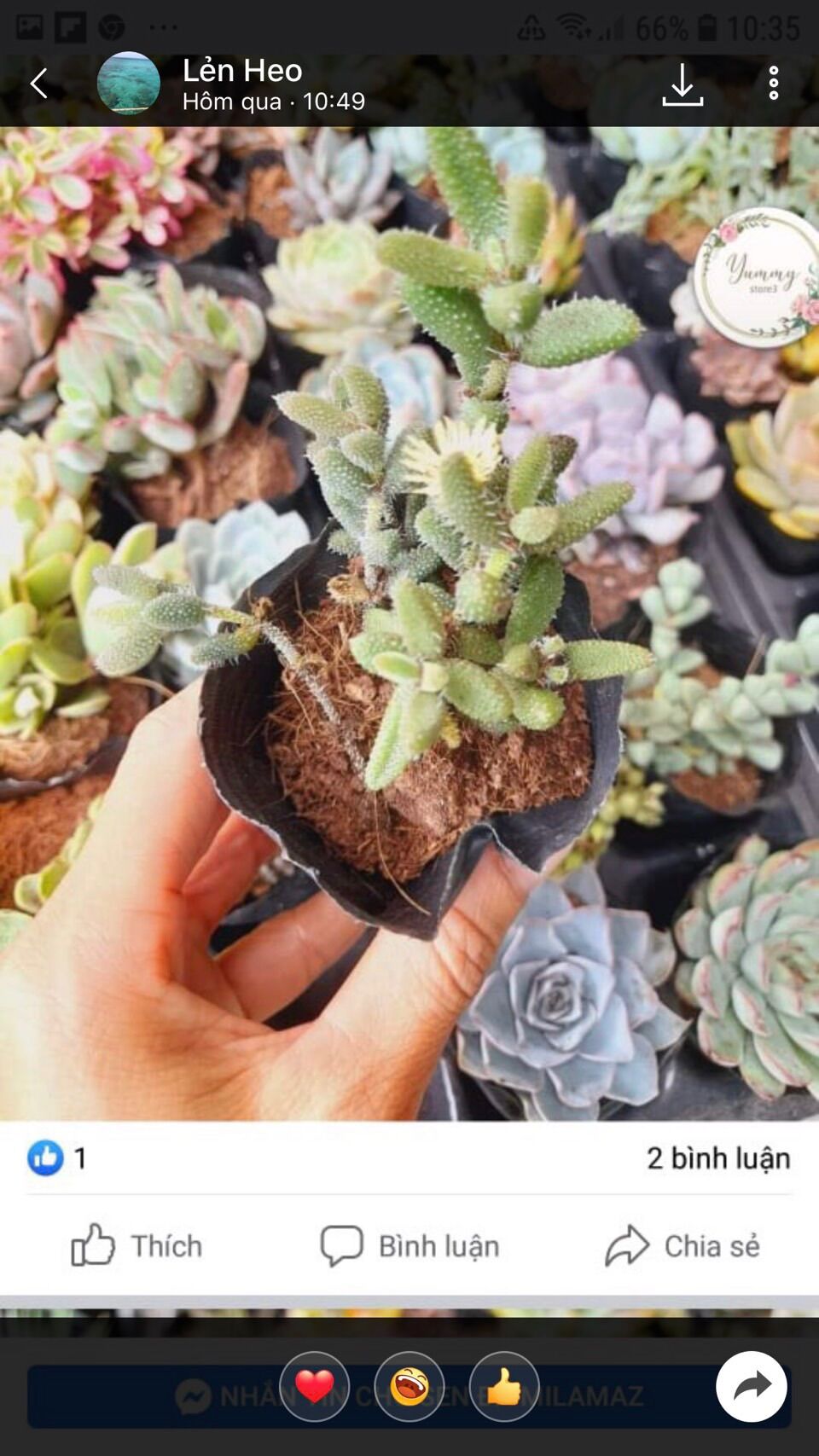 Sen đá Mặt nạ size bầu 3-5 cm