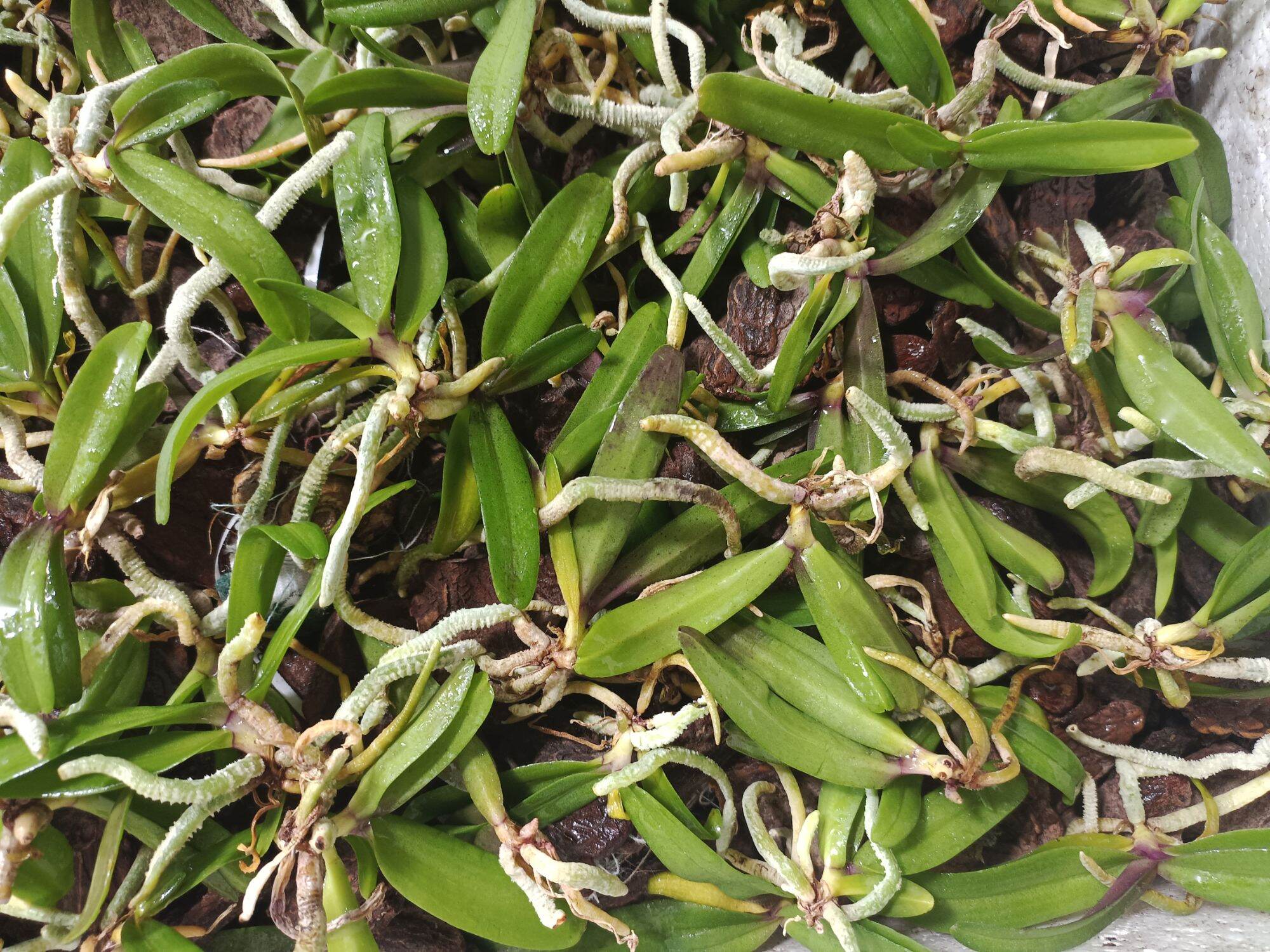 10 cây lan ngọc điểm giống đủ màu