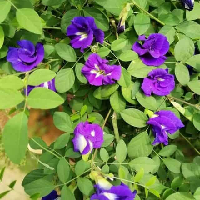 Hạt Giống Hoa Đậu Biếc