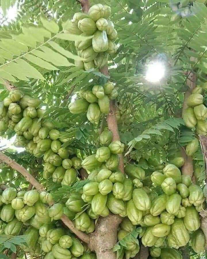 Cây khế tàu . cây to mau cho trái