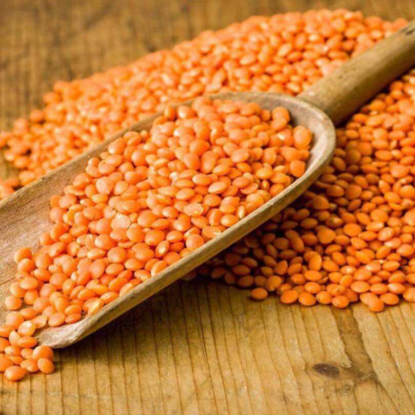 1kg Live Canadian Red Beans. Beans Contain Fat, Organic Matter, and Amino Acids.