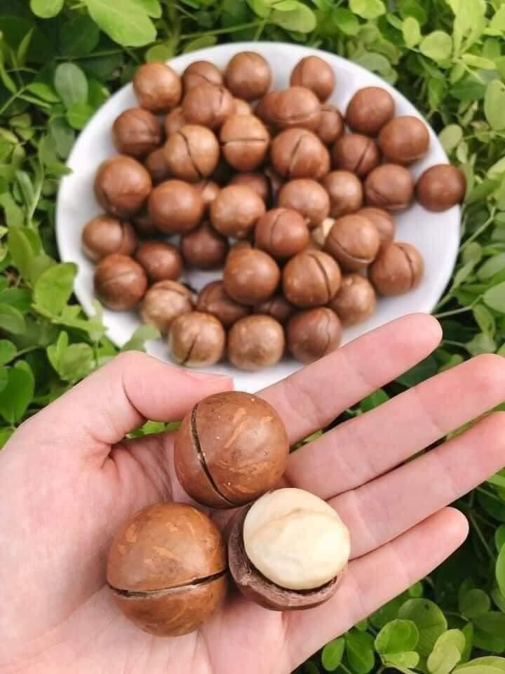 MACCA BI ĐẮK LẮK