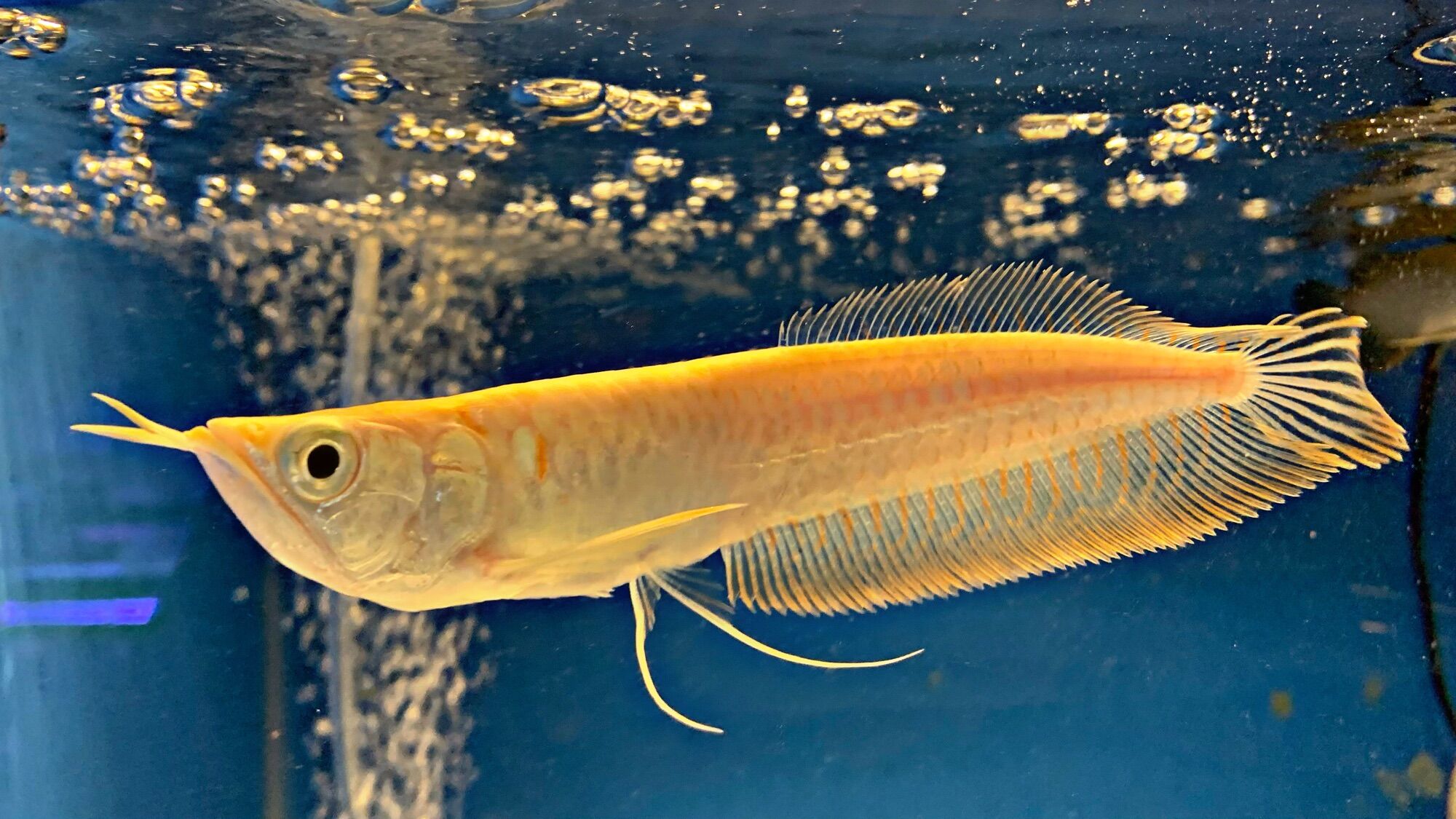 Cá Rồng Ngân Long Abino size 15-20cm