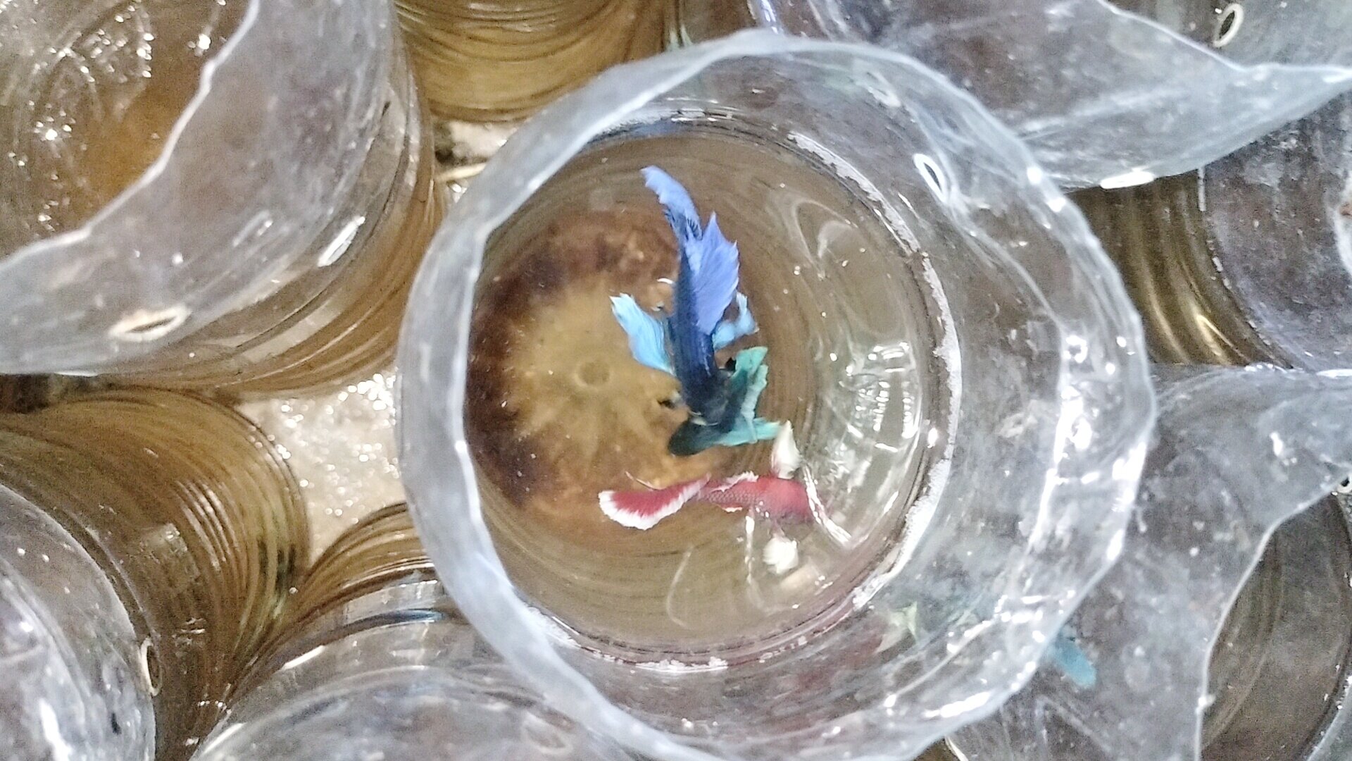 Betta dumbo combo  5 bé trống 100k