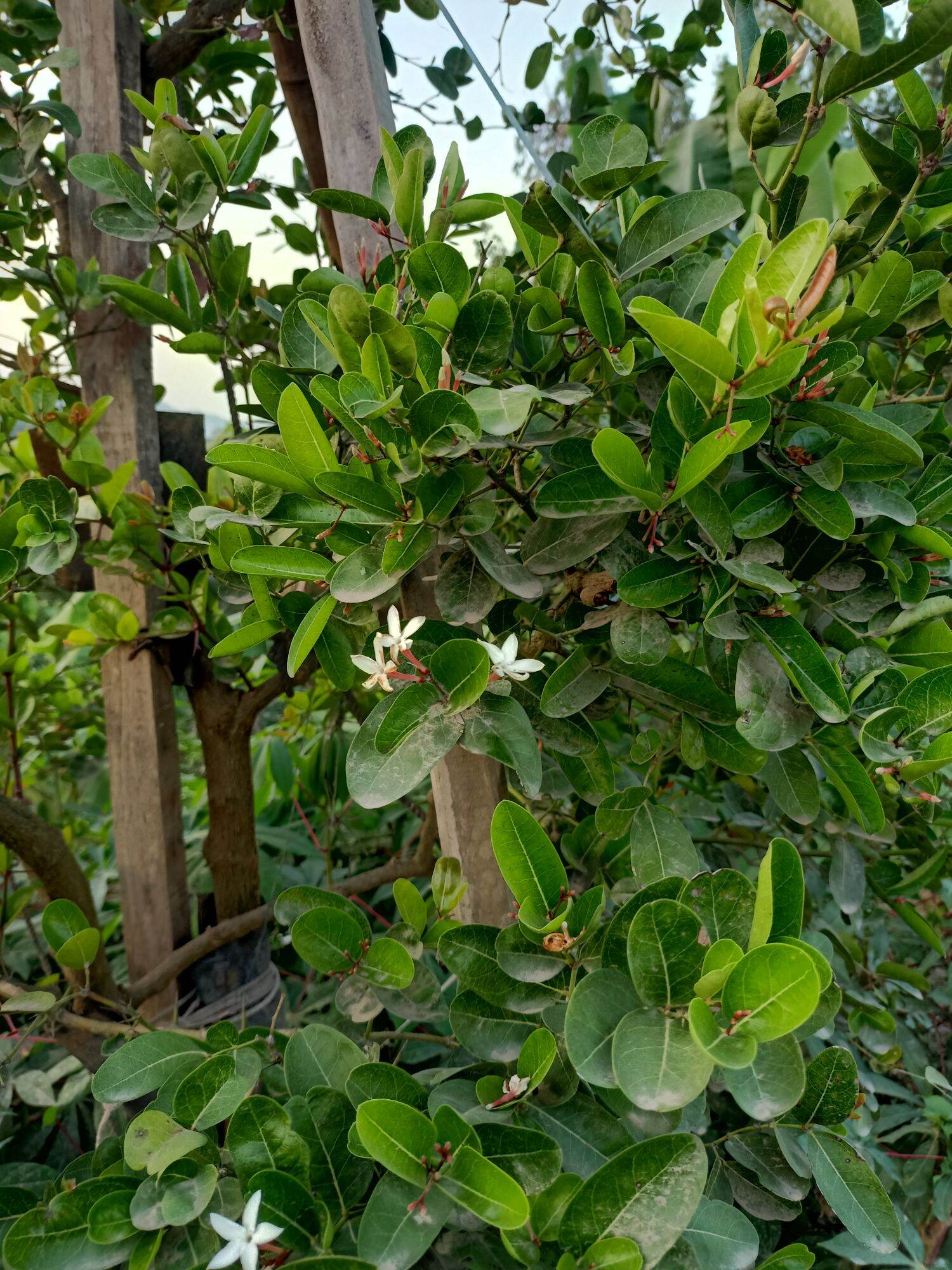 cây siro lớn