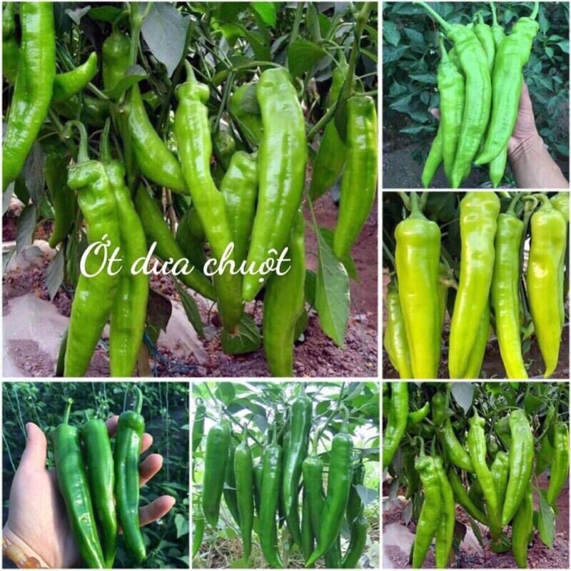 HẠT GIỐNG ỚT DƯA CHUỘT HÀN QUỐC TÁCH 10h