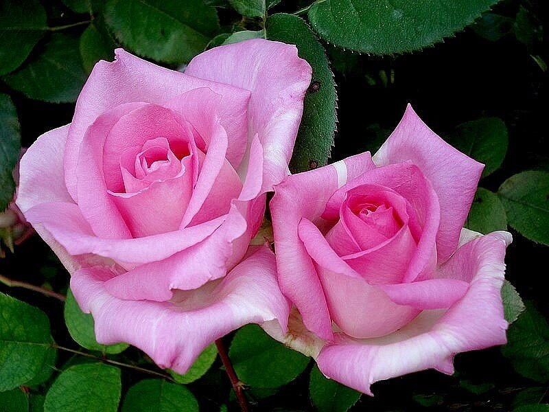 Hoa hồng ngoại tree mini Monaco rose