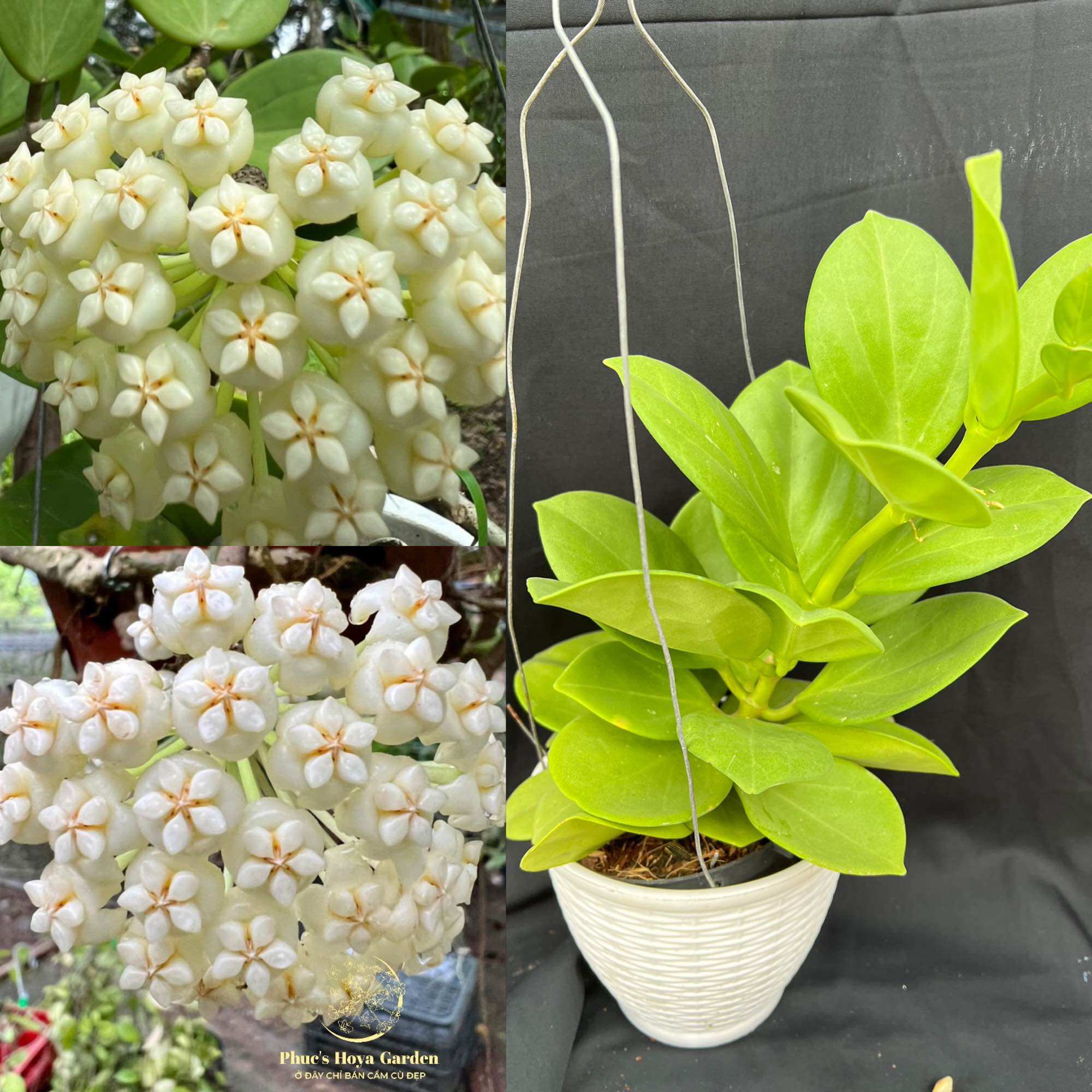 Chậu Cẩm cù Hoya pachyclada white nhiều kích thước