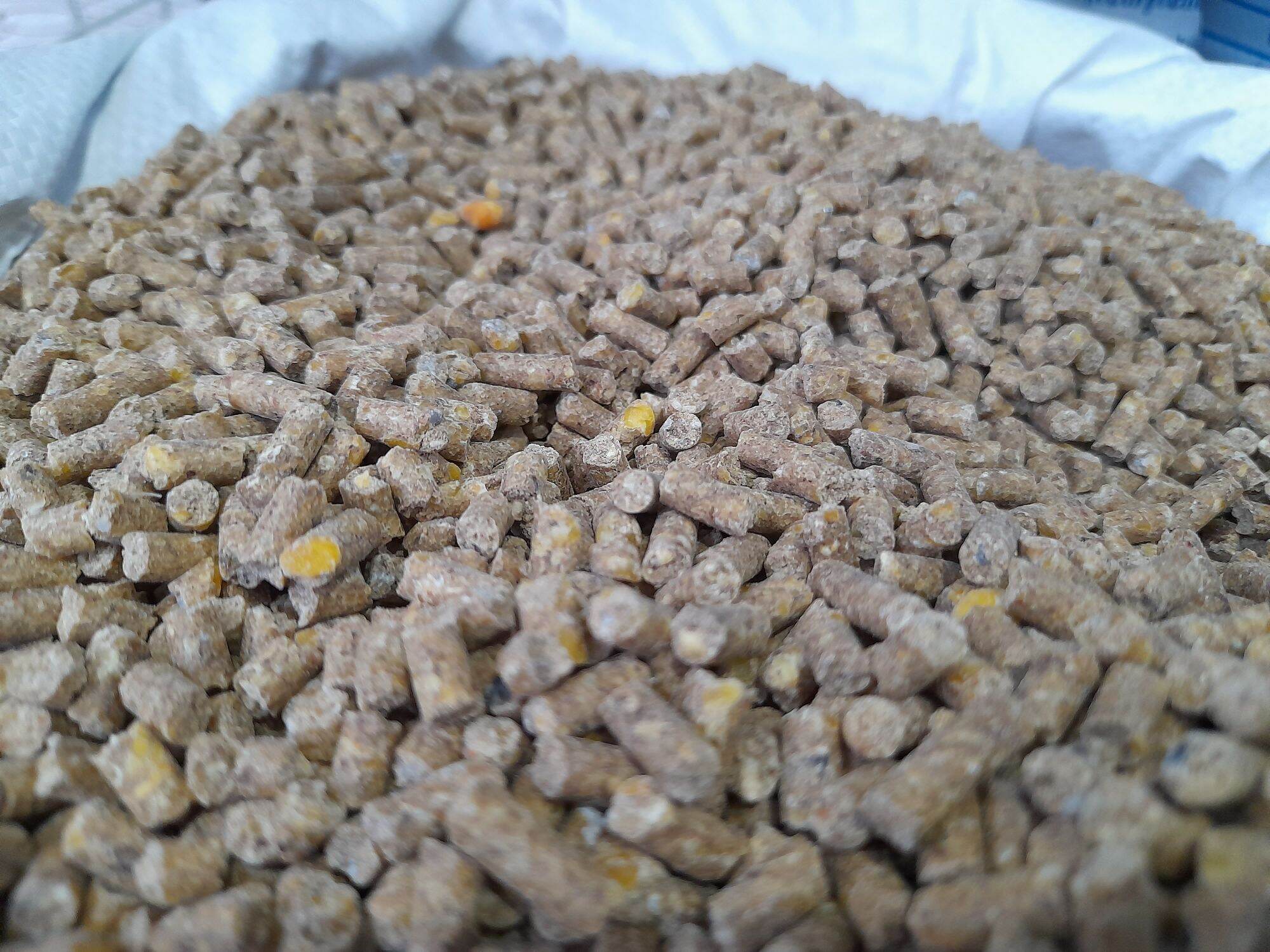 Cám gà đẻ 1kg
