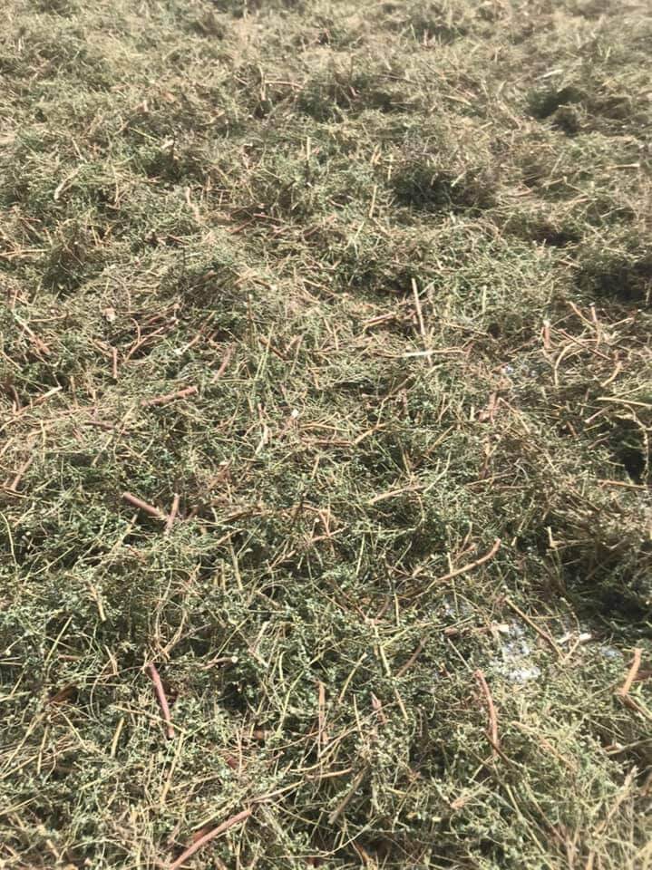 Diệp hạ châu 500g