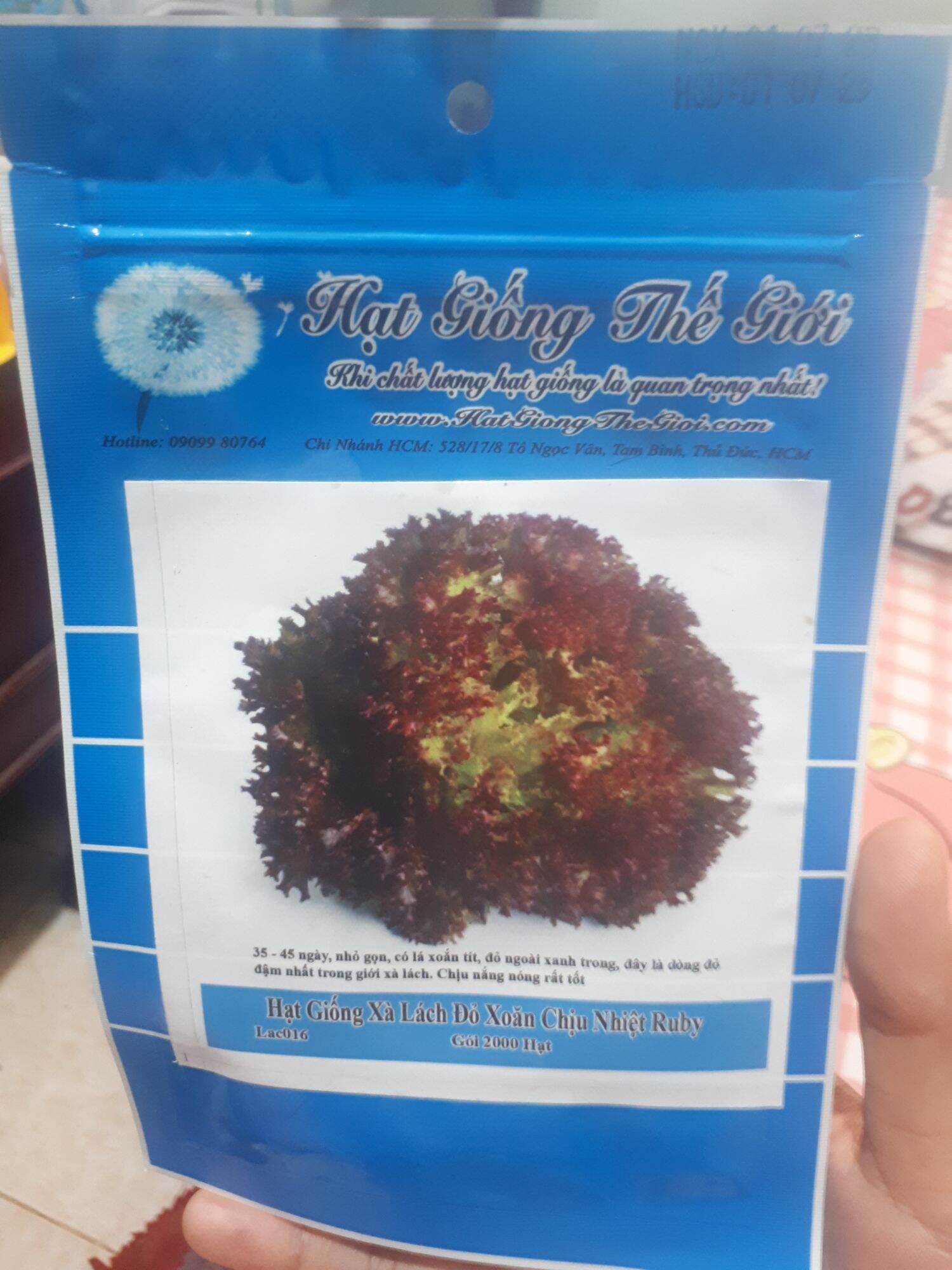 2000 HẠT GIỐNG XÀ LÁCH XOĂN ĐỎ RUBY