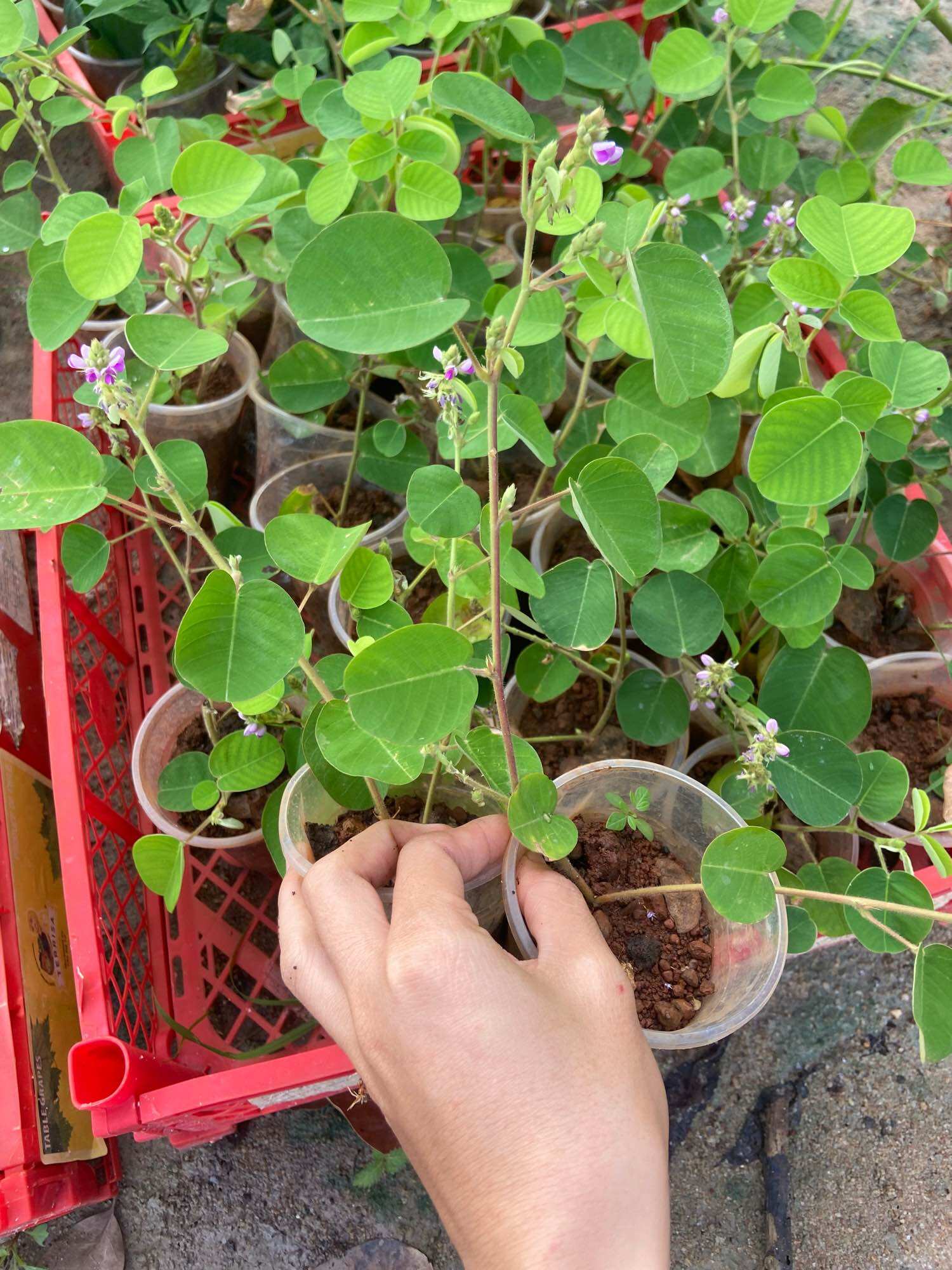 Cây giống kim tiền thảo