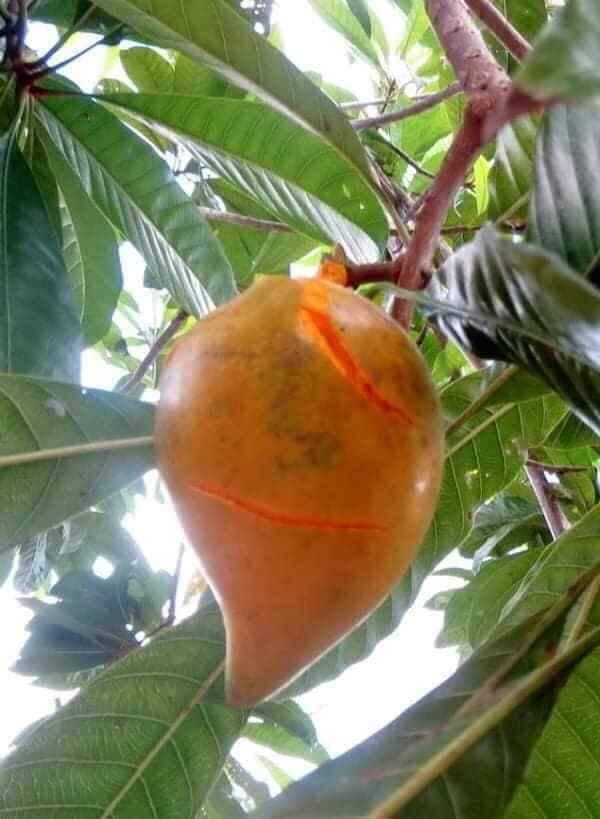 Cây giống lê ki ma thái