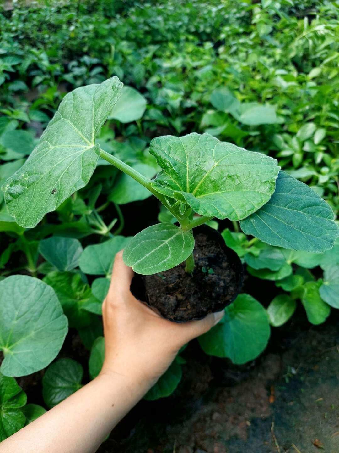 CÂY GIỐNG - 1 cây BẦU ƯƠM SẴN BẦU ĐẤT