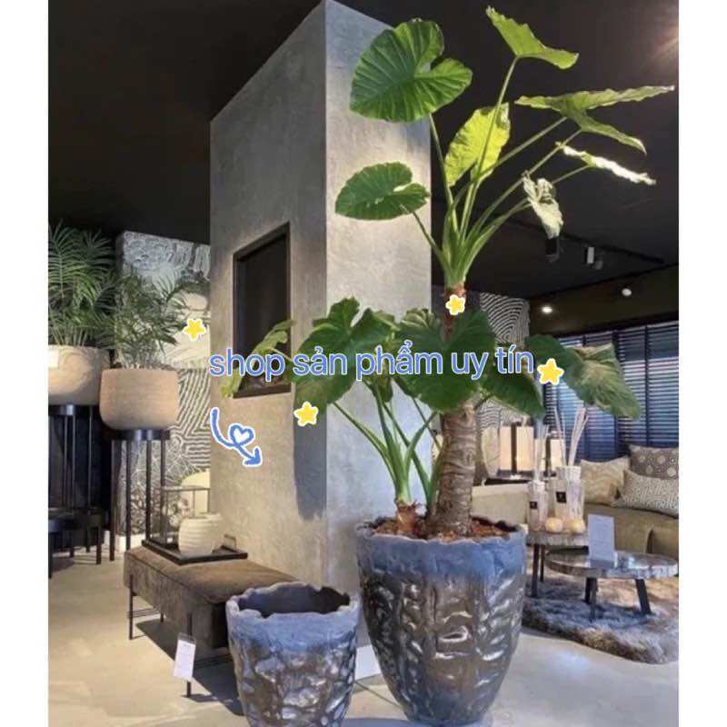 Cây ráy voi (củ giống to có rễ)