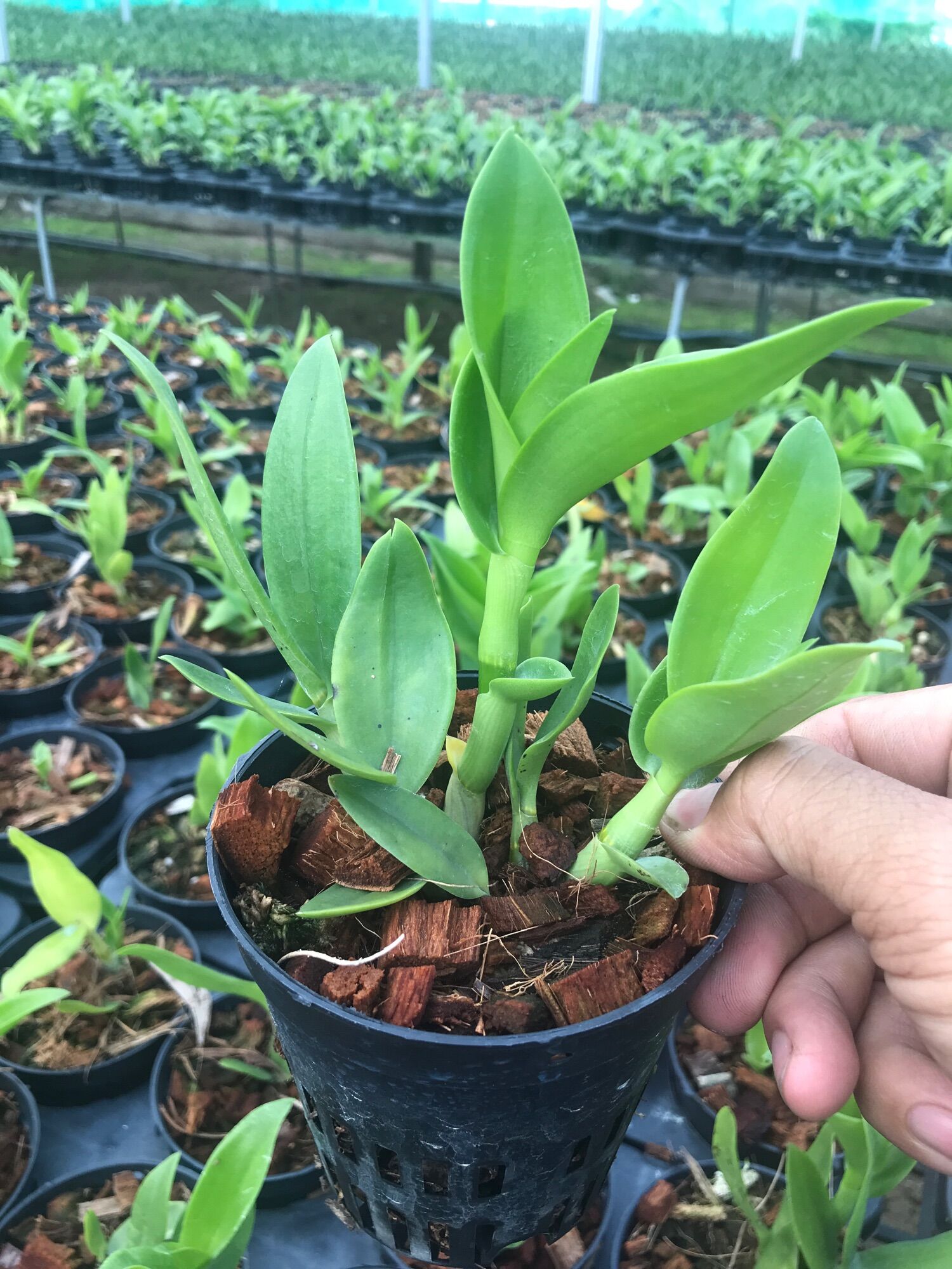 Denro Hoa Thơm Bà Liễu và Pensoda