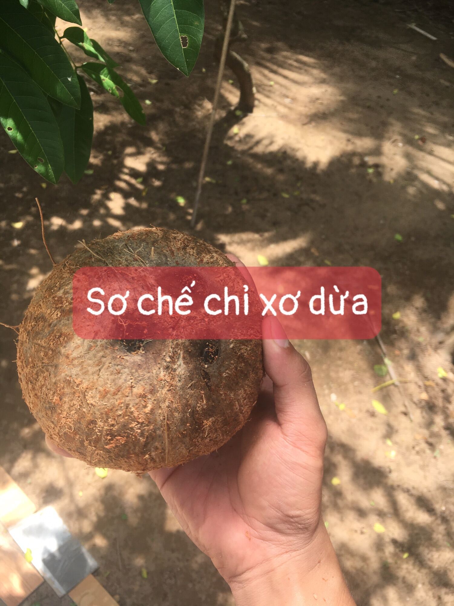 Dừa Khô Lột Vỏ Trái Trên 1 Kg Bao Dày Cơm Bao Béo - Bánh Kẹo Khác | Coopmart