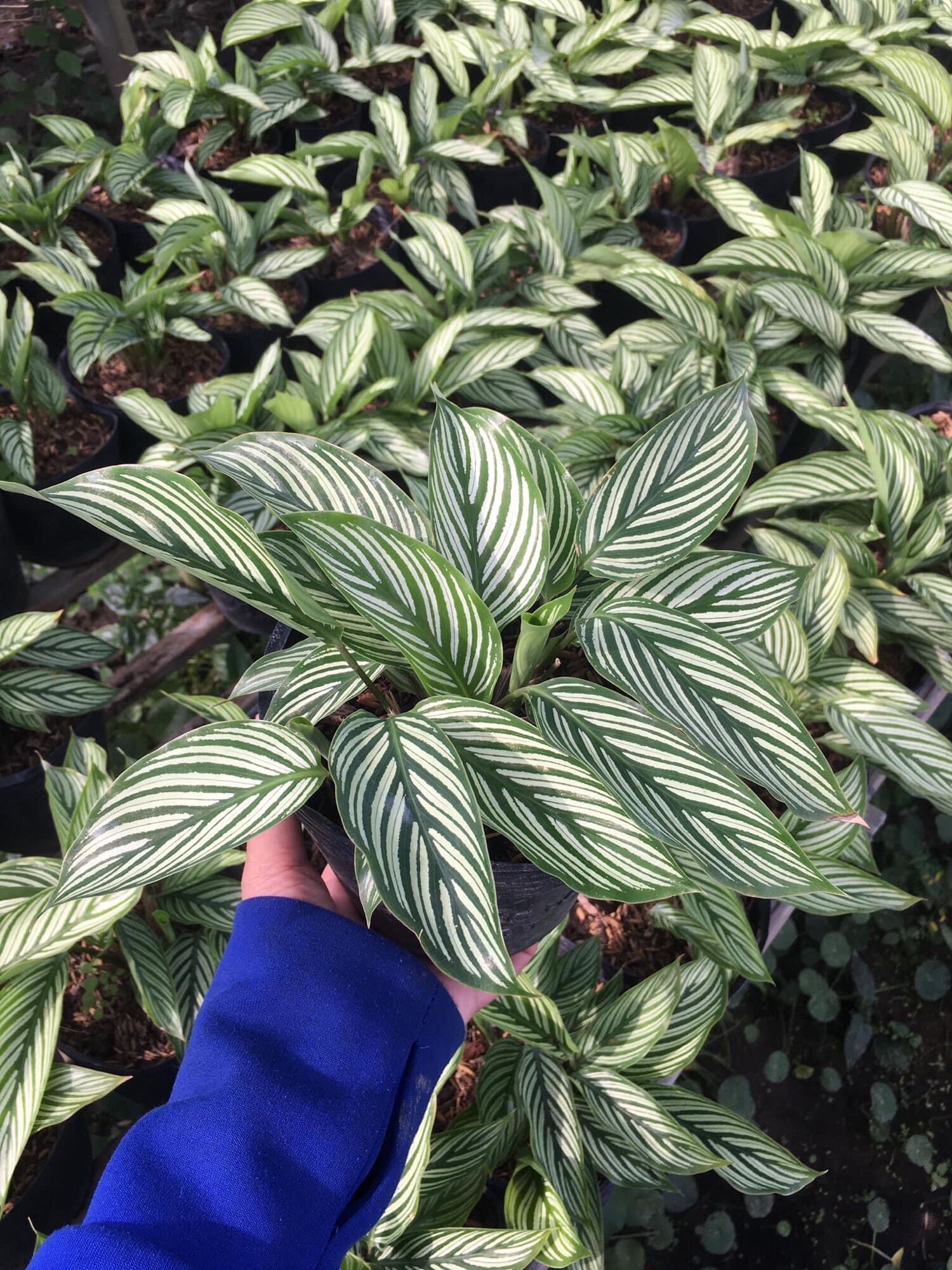 Cây đuôi công sọc trắng/ calathea vittata
