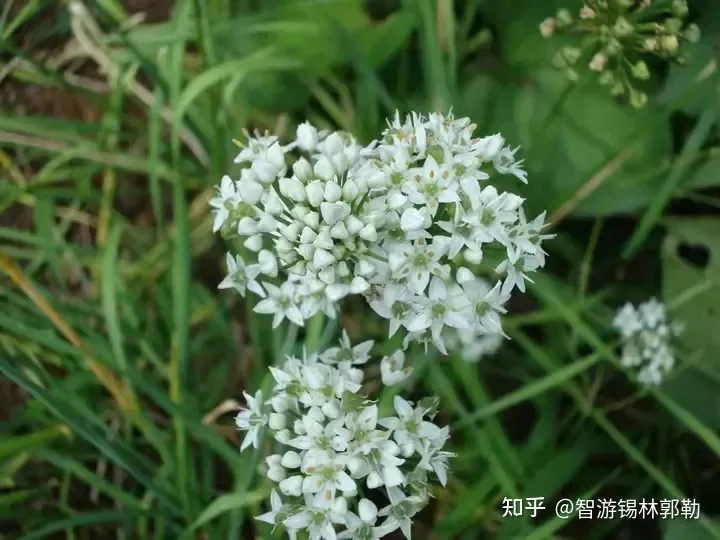 Hạt Giống Hẹ Thảo Nguyên ( Siêu Hoa )