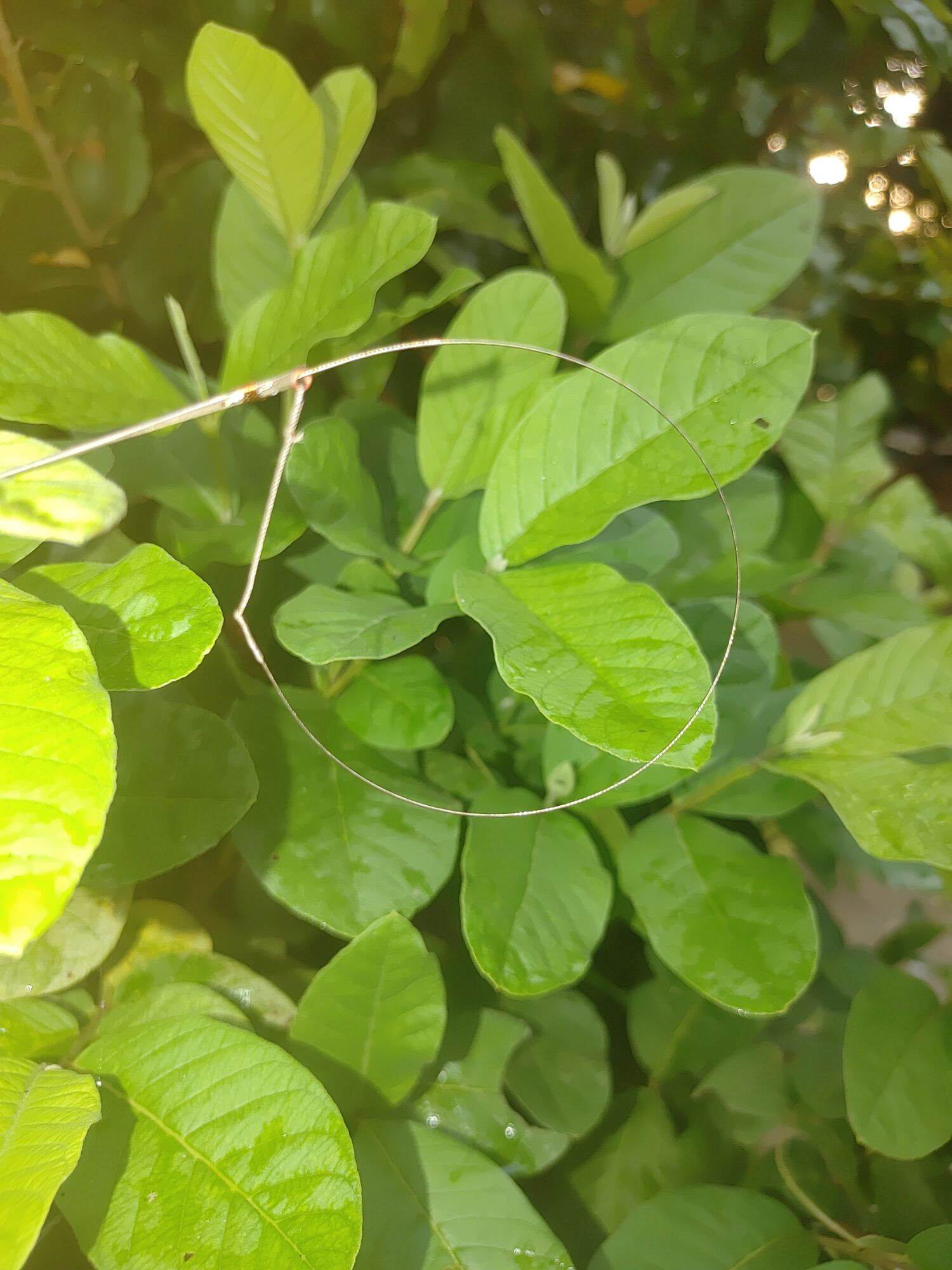 Dò Bẫy Cu Gáy Malai Se 7